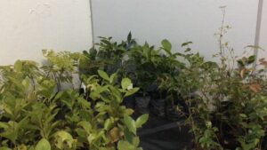 Penha segue com programação em alusão a Semana do Meio Ambiente