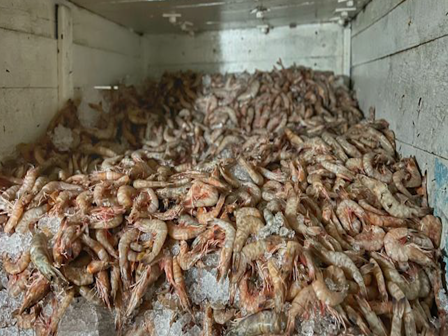 Polícias Militar Ambiental apreende 1,5 de camarão rosa pescado